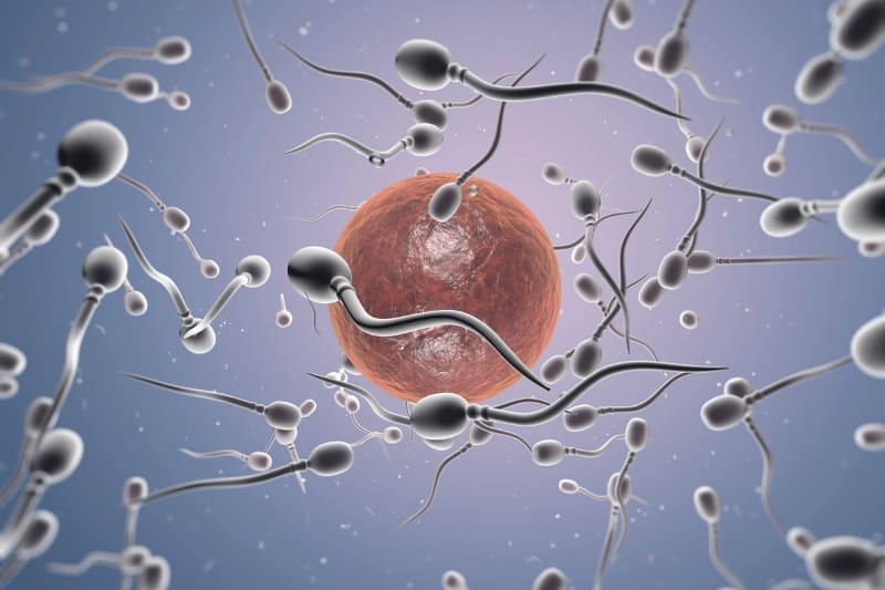 Microscopic view of sperm cells swimming towards egg cell for fertilization, showing healthy sperm motility