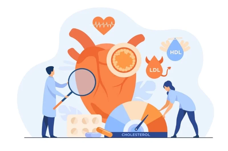 Medical illustration showing heart health, cholesterol management with HDL and LDL indicators.